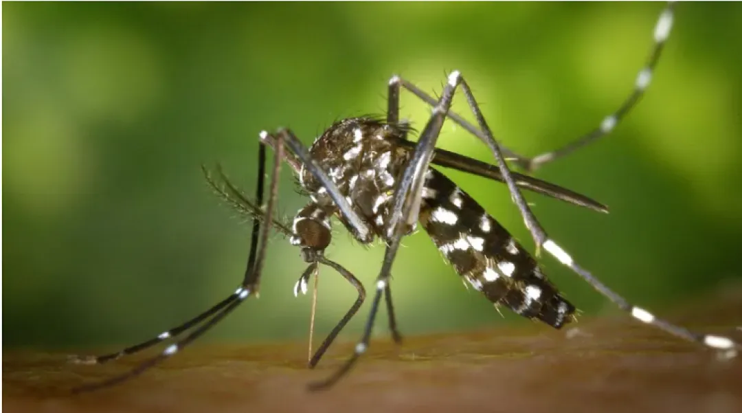 Dengue todo el año: El virus puede desatar complicaciones en órganos